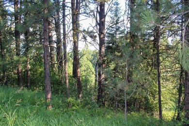 Nice Shady Areas Among The Trees