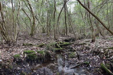 Tbd Hwy 29, Janice, MS 39425 - photo 6