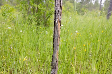 0 Brawley Rd, Newton Township, MI 49838 - photo 5