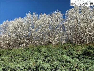 Bradford Pears in Bloom,
