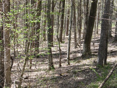 nice trees