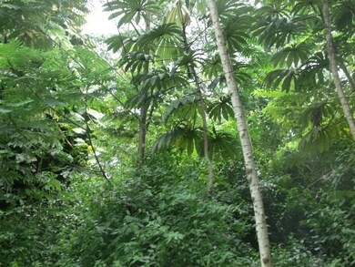 Big Island lushness with rain and warm termperatures