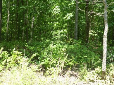 Beautiful hardwoods - no pines.
