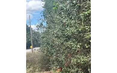 LOT47 Trenton Terrace, Fort White, FL 32038 - photo 7