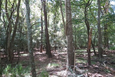 10.24 Acres Townley Ranch Rd, Dodge, TX 77320 - photo 7