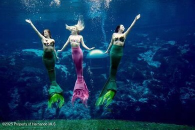 SH Weeki Wachee mermaids