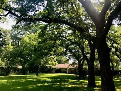 Backyard in Summer 2