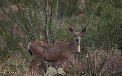 Sonoita Pics 4
