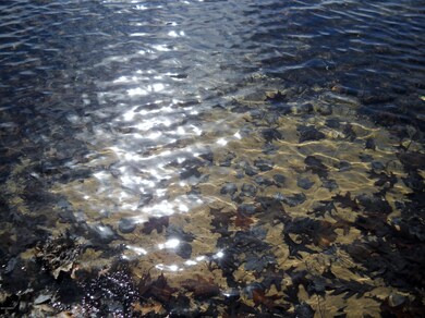 12015 N Lake St, Bitely, MI 49309 - photo 2