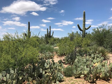 Lots of beautiful vegetation