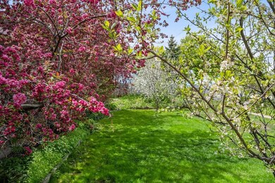 Back Yard in Bloom
