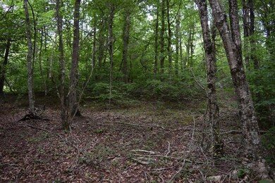 DSC_0223 (800x533)