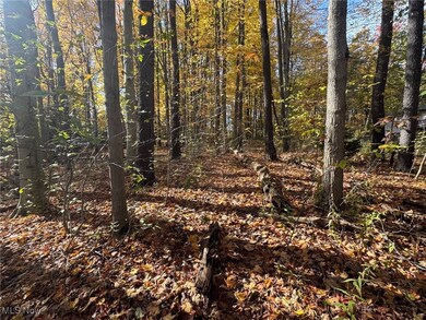 View of tree filled area