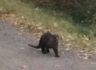 unlisted-address, Cornville, AZ 86325 - photo 4