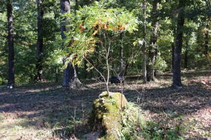 1494 Wolf Springs Rd, Harrison, AR 72601 - photo 2