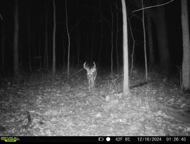 Crooked Creek deer 12-16-24
