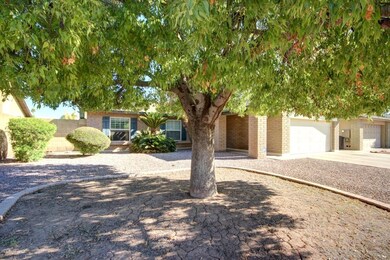 olla front yard tree