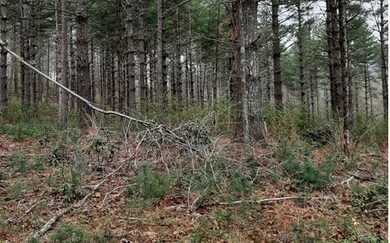 LT 6 Peter Knob Rd, Blue Ridge, GA 30513 - photo 2