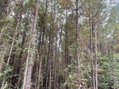 0 K T Rd, Carthage, MS 39051 - photo 4