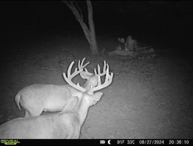 0000 Poverty Canyon Rd, Bronte, TX 76933 - photo 7