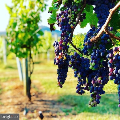 2110 Quicksburg Rd, Quicksburg, VA 22847 - photo 3