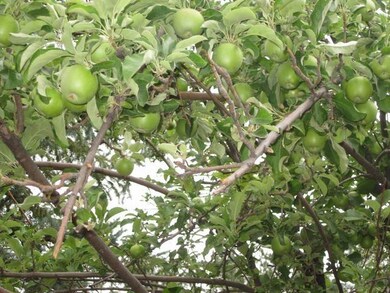 6794 W Hardscrabble Mesa Rd, Pine, AZ 85544 - photo 3