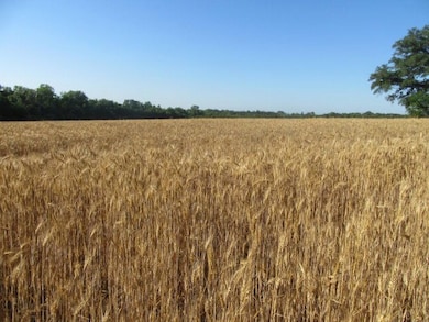 0 Mosley Rd, Uvalda, GA 30473 - photo 5