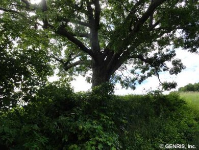 Other. One of two large Oaks owner would love to h