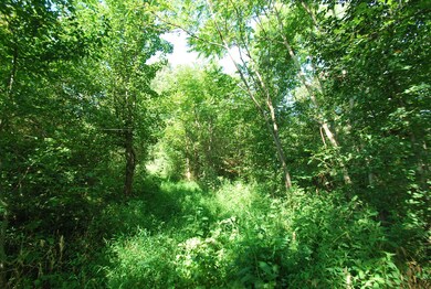 Partially wooded area has dense foliage that creates private retreat.