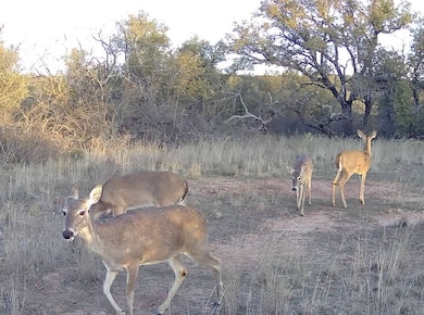 TBD Farm To Market 585, Coleman, TX 76834 - photo 6