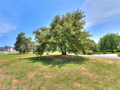 Mature oak trees