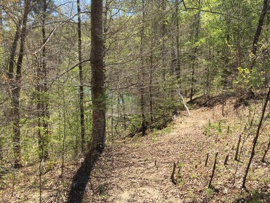 LMS_346 Partially cleared path to Lake