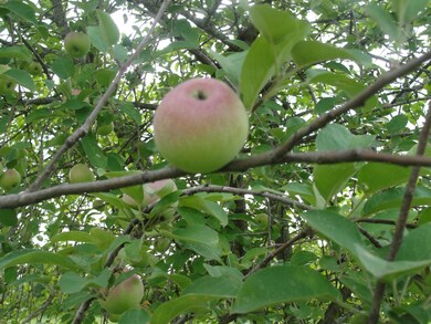 Apple tree