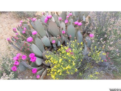 Desert Flora
