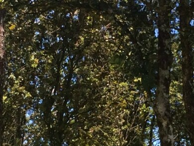 Lot is abundant with Native Ohia Trees, many of them are flowering right now.