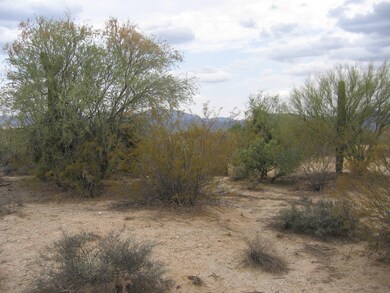 Nice desert vegetation