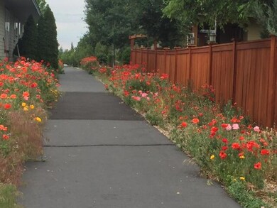 Ped Path poppies