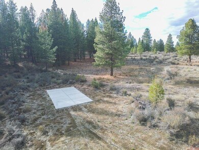 pine2