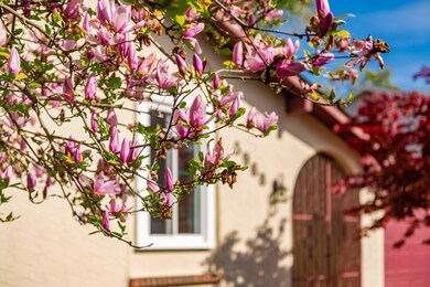 FLOWERING TREES