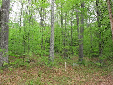 Mature woods