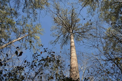 4051 Hard Scrabble Rd, Columbia, SC 29223 - photo 4