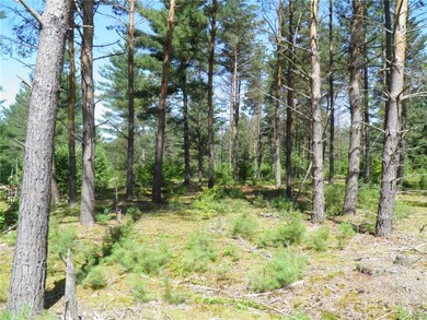 Scotch pine