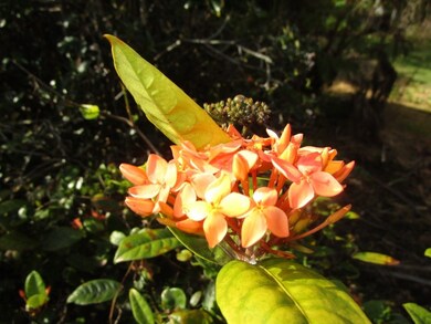 126 Manini St, Hilo, HI 96720 - photo 7