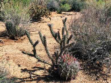 Desert Color