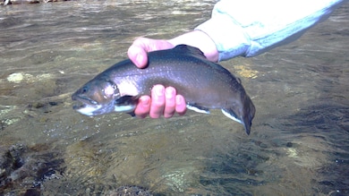 3617 Lonesome Mountain Rd, Marshall, NC 28753 - photo 7