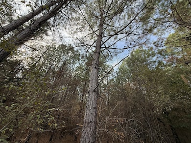 35895 Nc Hwy 561, Hollister, NC 27844 - photo 4