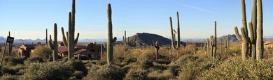 How about these saguaros!!!