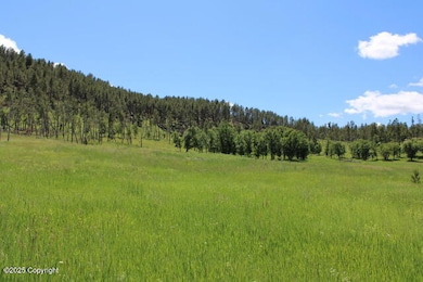Plenty of grass for grazing