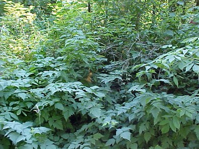 0 214th Rd E unit 667686, Graham, WA 98338 - photo 5