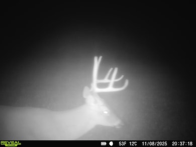 0 Silerton Rd, Toone, TN 38381 - photo 4